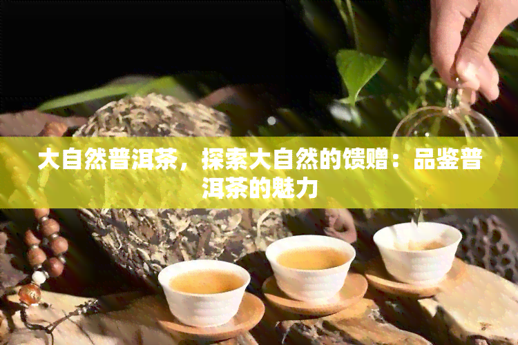 大自然普洱茶，探索大自然的馈赠：品鉴普洱茶的魅力