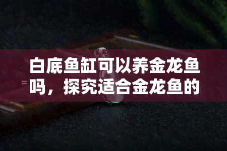 白底鱼缸可以养金龙鱼吗，探究适合金龙鱼的生存环境：白底鱼缸是否可行？