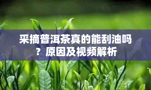 采摘普洱茶真的能刮油吗？原因及视频解析