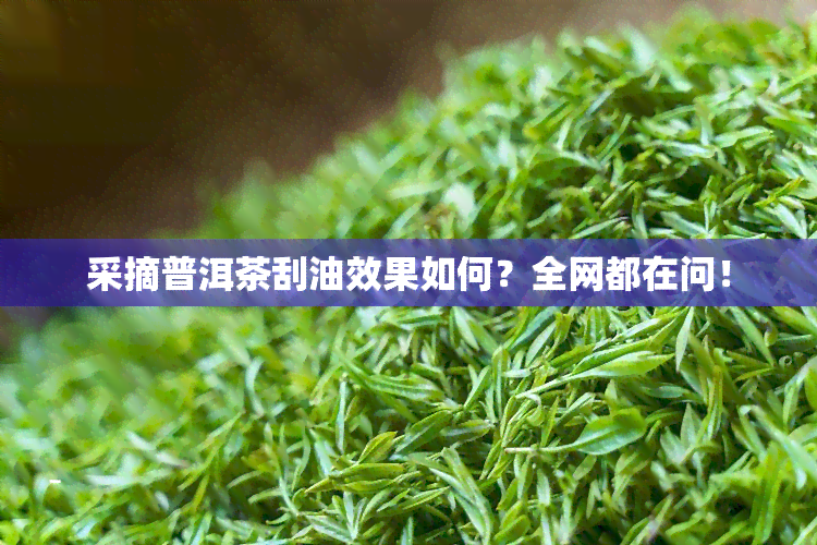 采摘普洱茶刮油效果如何？全网都在问！