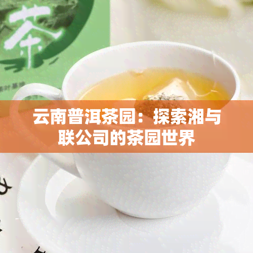 云南普洱茶园：探索湘与联公司的茶园世界