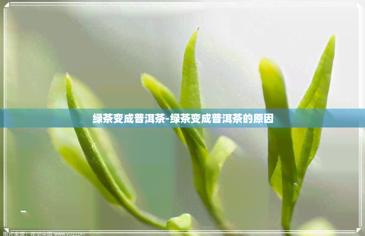 绿茶变成普洱茶-绿茶变成普洱茶的原因