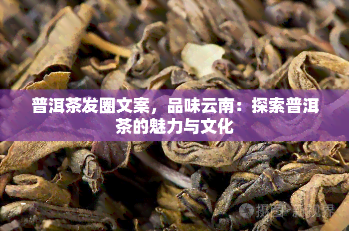 普洱茶发圈文案，品味云南：探索普洱茶的魅力与文化