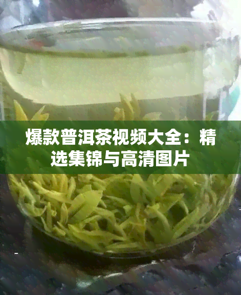 爆款普洱茶视频大全：精选集锦与高清图片