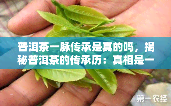 普洱茶一脉传承是真的吗，揭秘普洱茶的传承历：真相是一脉相承吗？