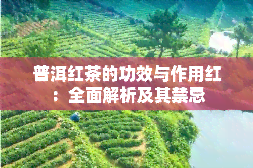 普洱红茶的功效与作用红：全面解析及其禁忌