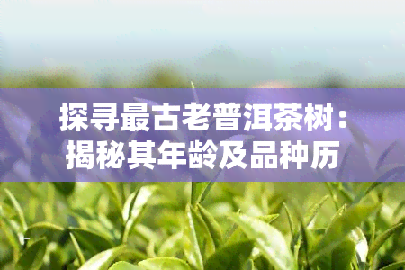 探寻最古老普洱茶树：揭秘其年龄及品种历