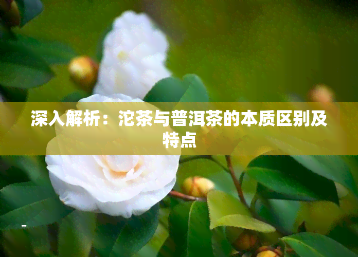 深入解析：沱茶与普洱茶的本质区别及特点