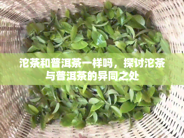 沱茶和普洱茶一样吗，探讨沱茶与普洱茶的异同之处