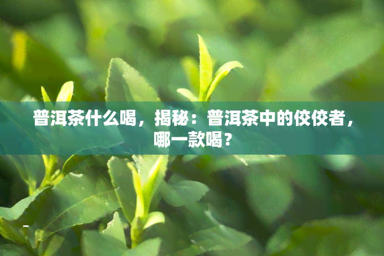 普洱茶什么喝，揭秘：普洱茶中的佼佼者，哪一款喝？