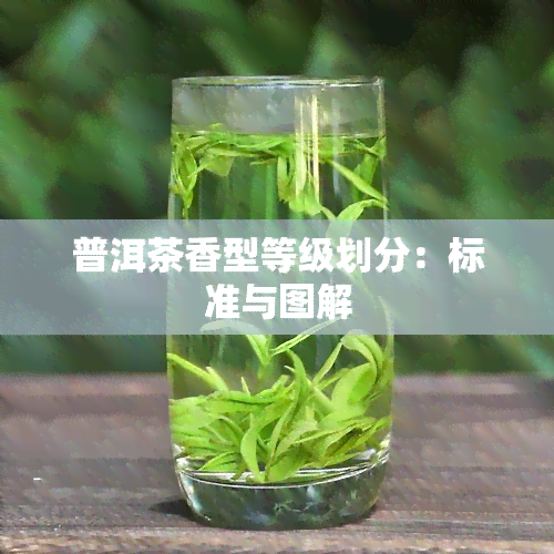 普洱茶香型等级划分：标准与图解