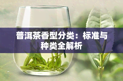 普洱茶香型分类：标准与种类全解析