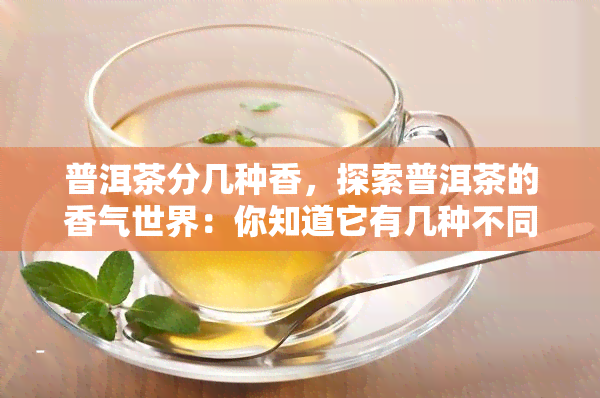 普洱茶分几种香，探索普洱茶的香气世界：你知道它有几种不同的香味吗？