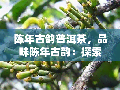 陈年古韵普洱茶，品味陈年古韵：探索普洱茶的世界