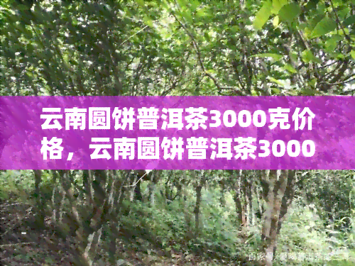 云南圆饼普洱茶3000克价格，云南圆饼普洱茶3000克，现在购买享受超值优！