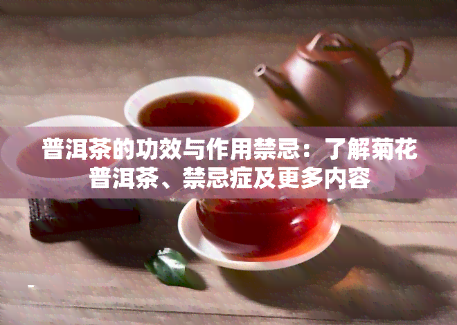 普洱茶的功效与作用禁忌：了解菊花普洱茶、禁忌症及更多内容