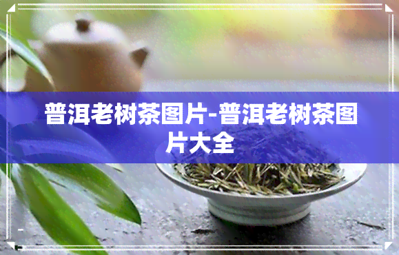 普洱老树茶图片-普洱老树茶图片大全