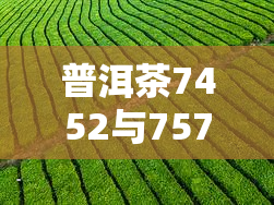 普洱茶7452与7572的区别及特点分析