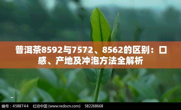 普洱茶8592与7572、8562的区别：口感、产地及冲泡方法全解析