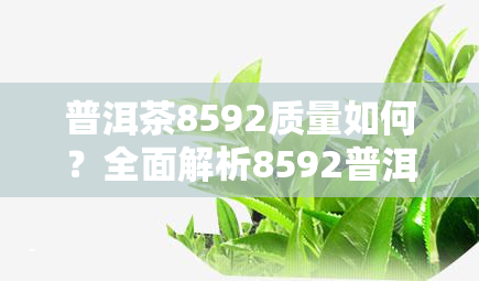 普洱茶8592质量如何？全面解析8592普洱茶