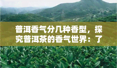 普洱香气分几种香型，探究普洱茶的香气世界：了解其主要香型