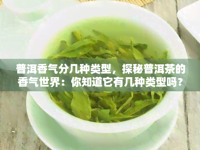 普洱香气分几种类型，探秘普洱茶的香气世界：你知道它有几种类型吗？