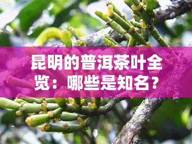 昆明的普洱茶叶全览：哪些是知名？