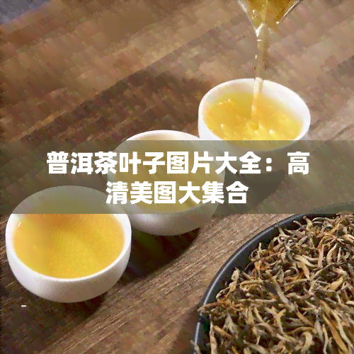 普洱茶叶子图片大全：高清美图大     