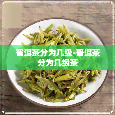 普洱茶分为几级-普洱茶分为几级茶