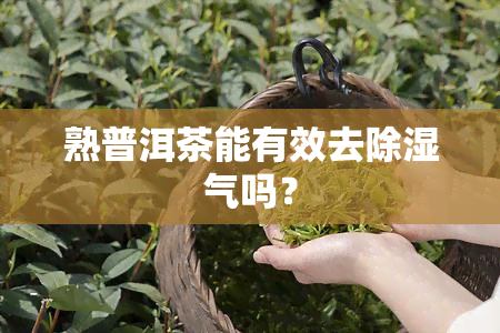 熟普洱茶能有效去除湿气吗？