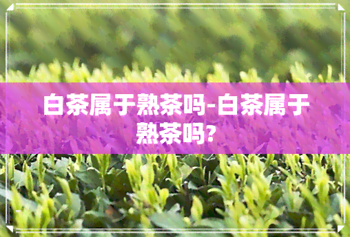 白茶属于熟茶吗-白茶属于熟茶吗?