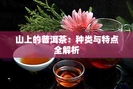 山上的普洱茶：种类与特点全解析