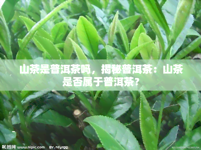 山茶是普洱茶吗，揭秘普洱茶：山茶是否属于普洱茶？