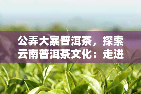 公弄大寨普洱茶，探索云南普洱茶文化：走进公弄大寨，品味独特风味