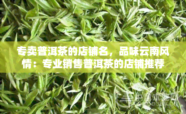 专卖普洱茶的店铺名，品味云南风情：专业销售普洱茶的店铺推荐