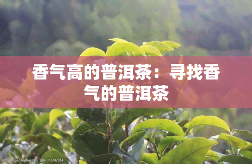 香气高的普洱茶：寻找香气的普洱茶