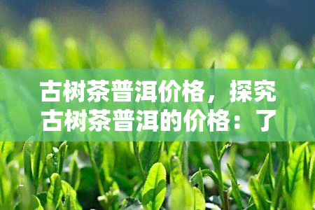 古树茶普洱价格，探究古树茶普洱的价格：了解这一独特茶叶的价值与市场行情