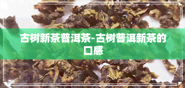 古树新茶普洱茶-古树普洱新茶的口感