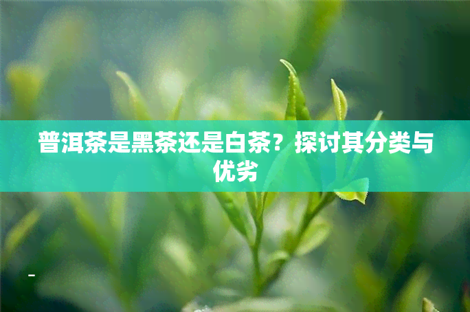 普洱茶是黑茶还是白茶？探讨其分类与优劣