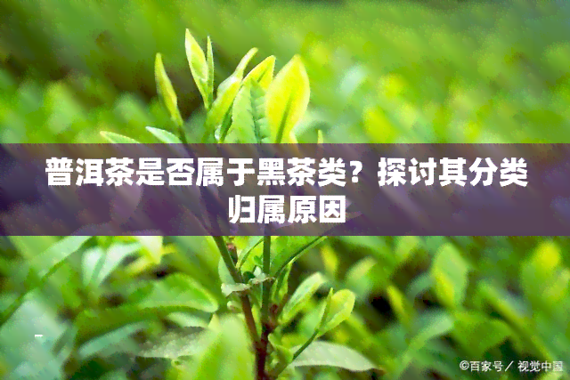 普洱茶是否属于黑茶类？探讨其分类归属原因