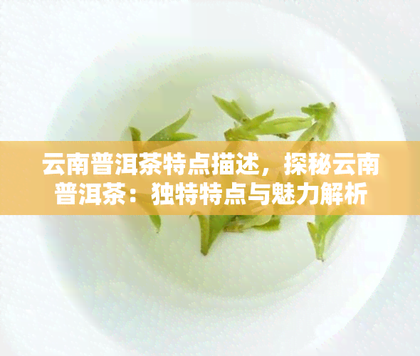 云南普洱茶特点描述，探秘云南普洱茶：独特特点与魅力解析