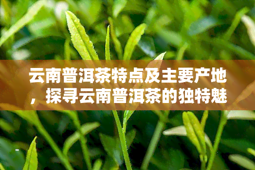 云南普洱茶特点及主要产地，探寻云南普洱茶的独特魅力：特点与主要产地解析