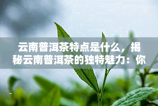 云南普洱茶特点是什么，揭秘云南普洱茶的独特魅力：你不可不知的四大特点