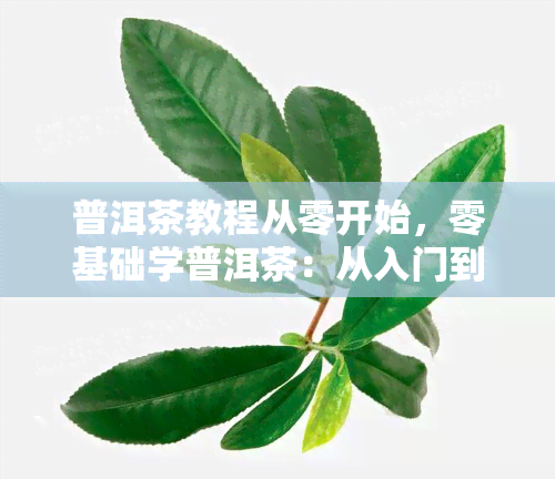 普洱茶教程从零开始，零基础学普洱茶：从入门到精通的全程教程