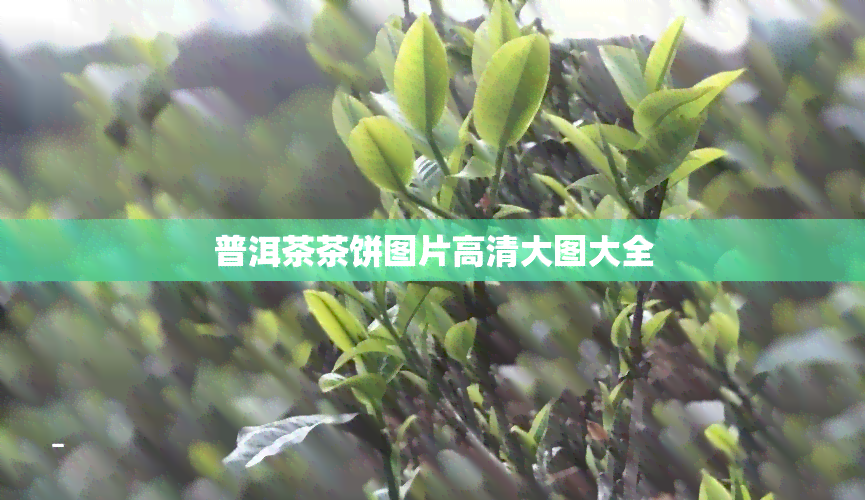 普洱茶茶饼图片高清大图大全