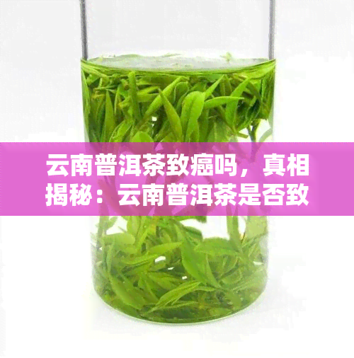 云南普洱茶致癌吗，真相揭秘：云南普洱茶是否致癌？