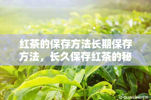 红茶的保存方法长期保存方法，长久保存红茶的秘诀：正确存方法大揭秘