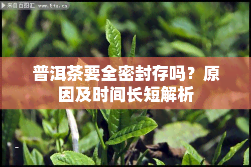 普洱茶要全密封存吗？原因及时间长短解析