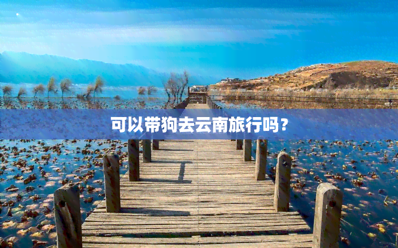 可以带狗去云南旅行吗？