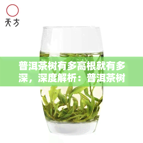 普洱茶树有多高根就有多深，深度解析：普洱茶树生长的秘密——根系与高度的关系